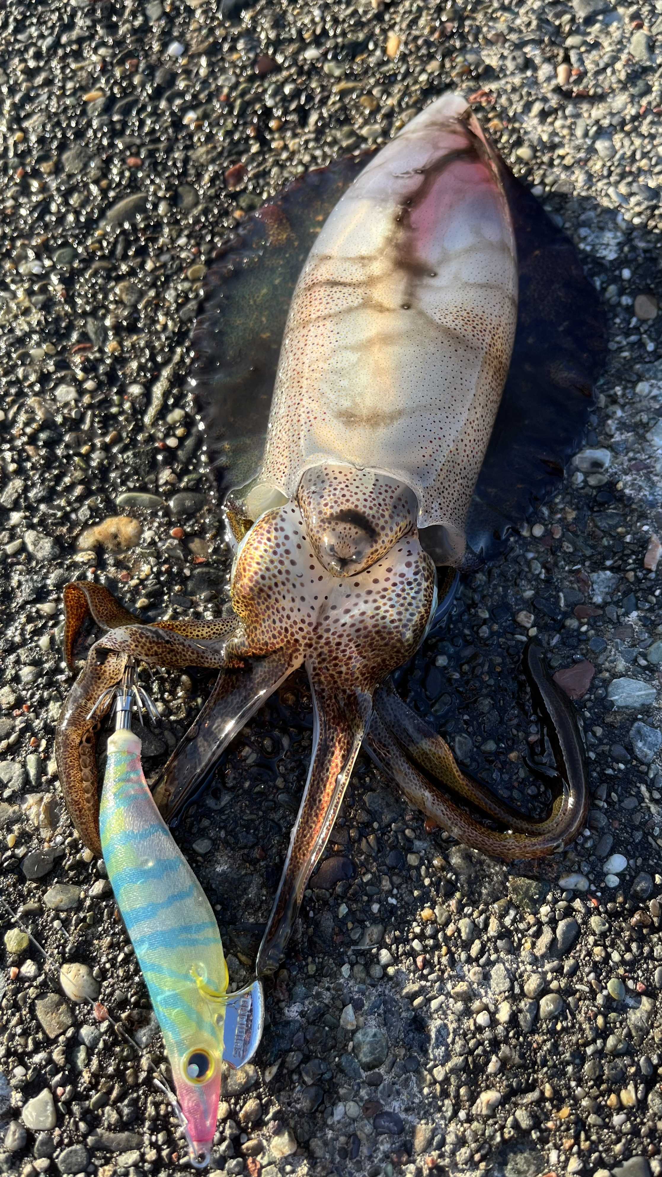 北海道アオリイカエギング | たまに釣れるアングラーのブログ - 楽天ブログ