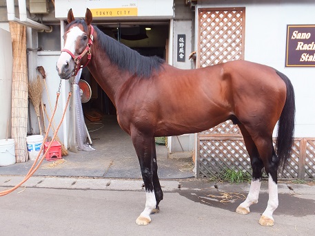 楽天競馬
