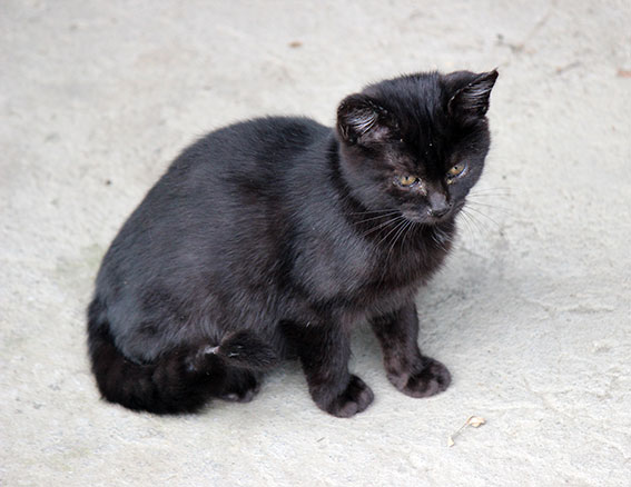 我が家のニャンコ♪2014/12/20-2