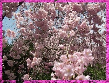 額桜.jpg