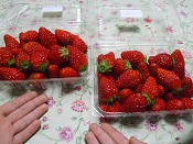 2015年いちご狩り
