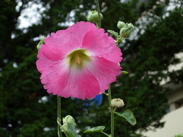 DSCN4210.JPG
