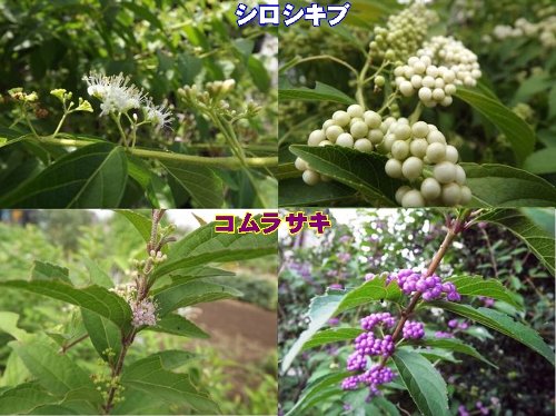 9-16 sirosikibu-gousei-b.jpg