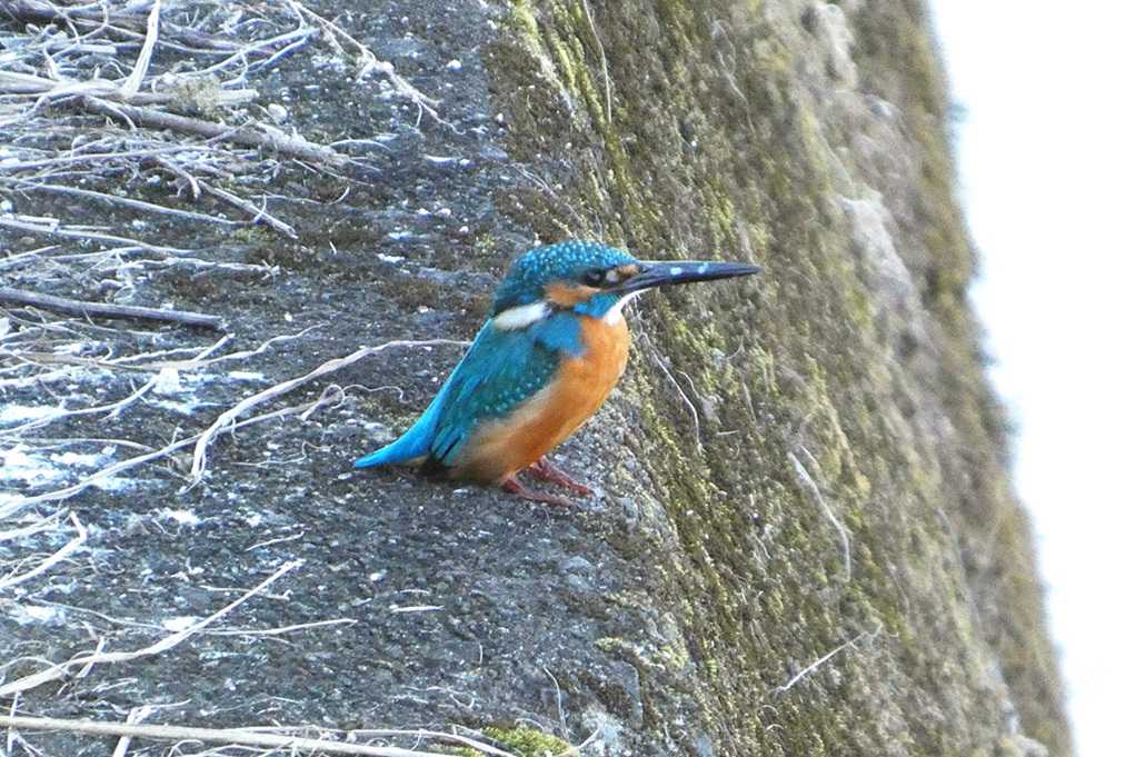 515