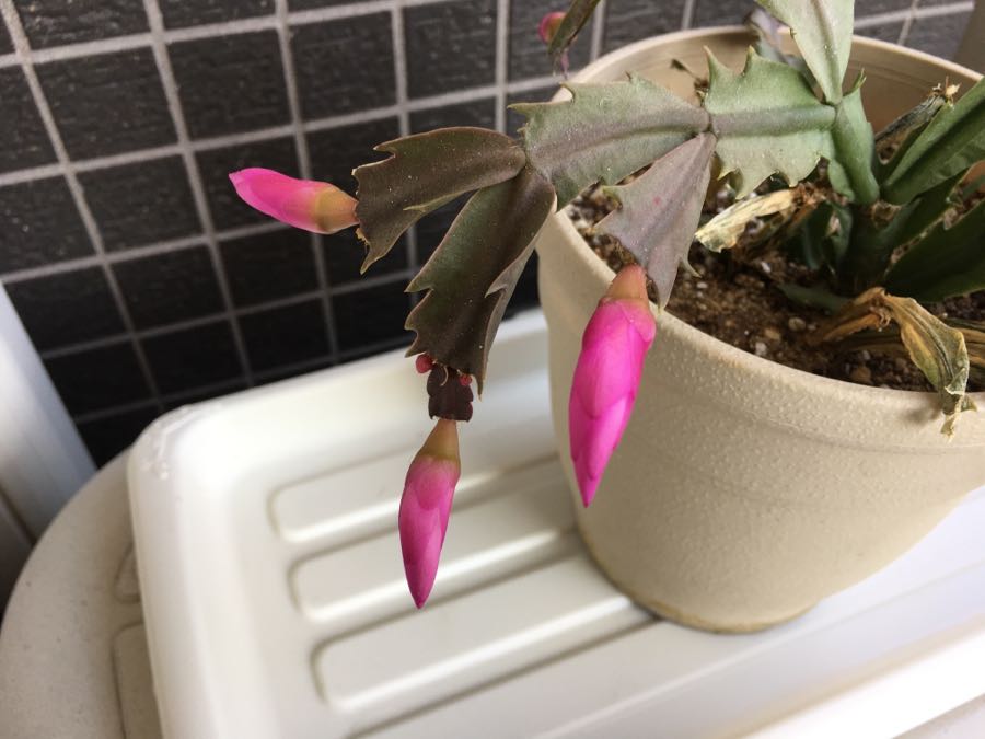 rblog-20190101100523-01.jpg
