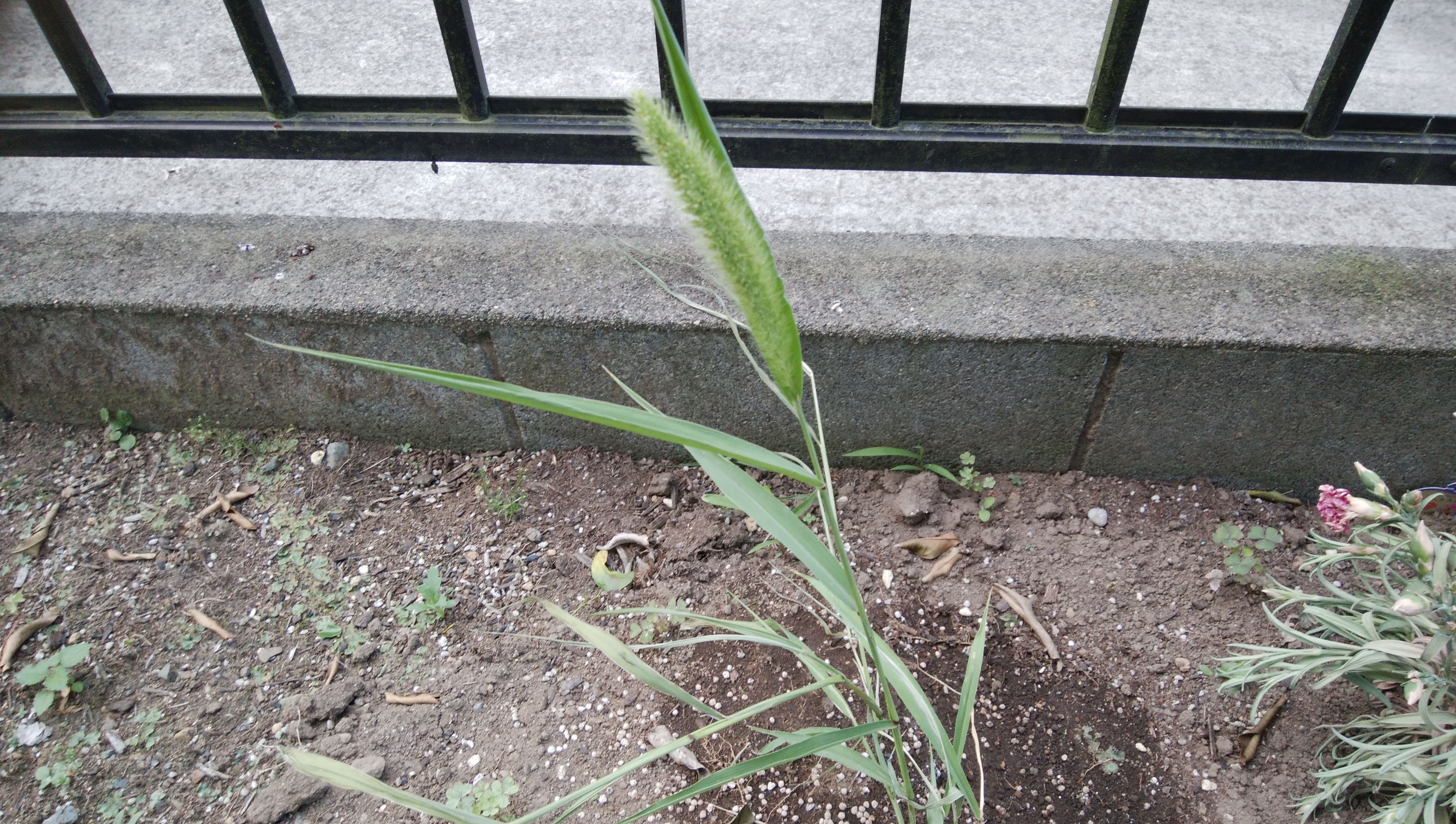 雑草の花と思いきやダリアって花だった事が判明したお 出来すぎ３の熱き魂 楽天ブログ
