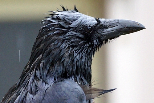 雨の日のカラス