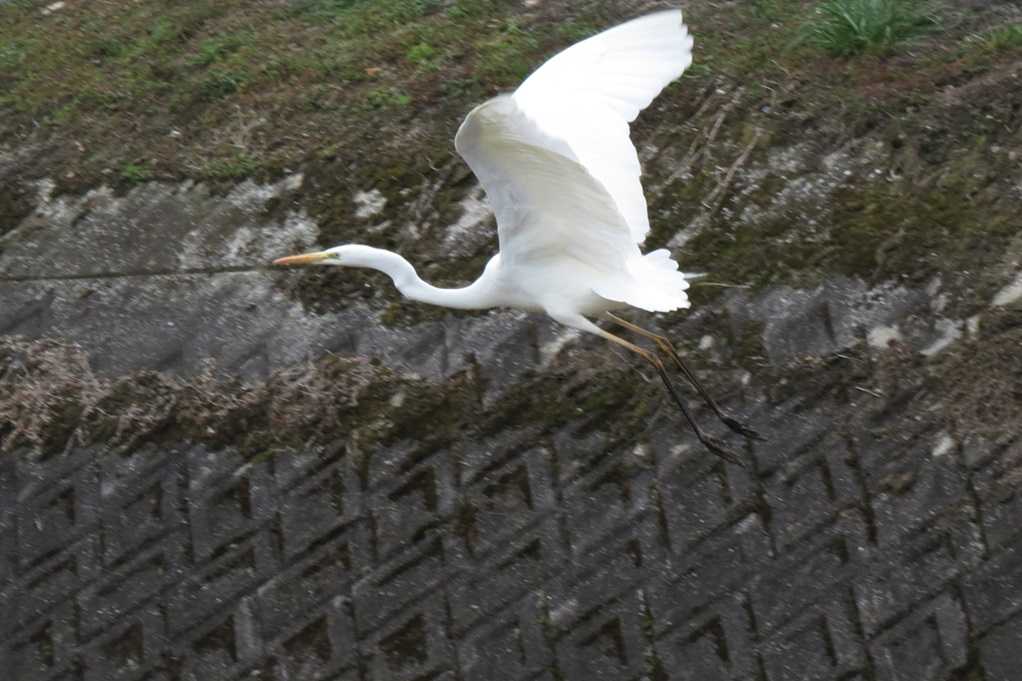515