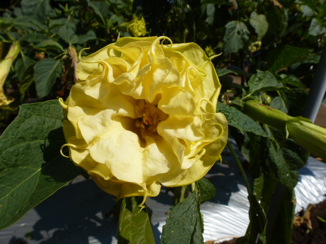 79 黄花