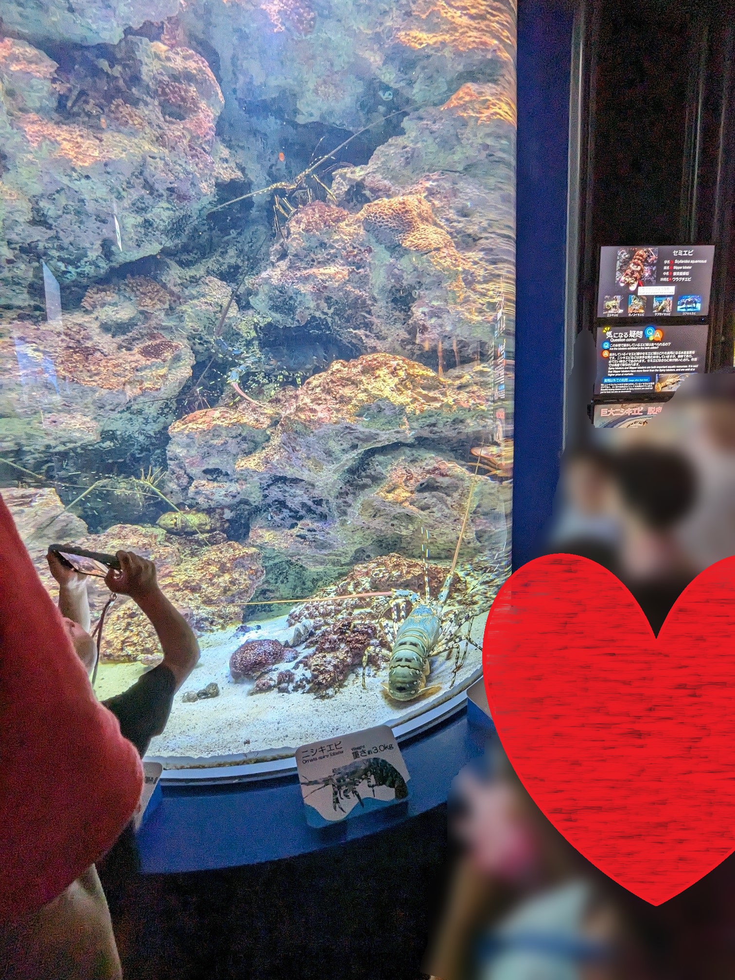 ゴールデンウイークの美ら海水族館　海老