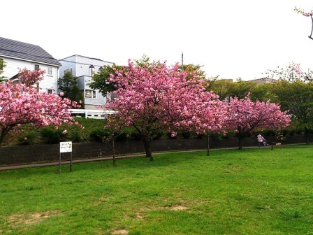2013開花八重1.jpg