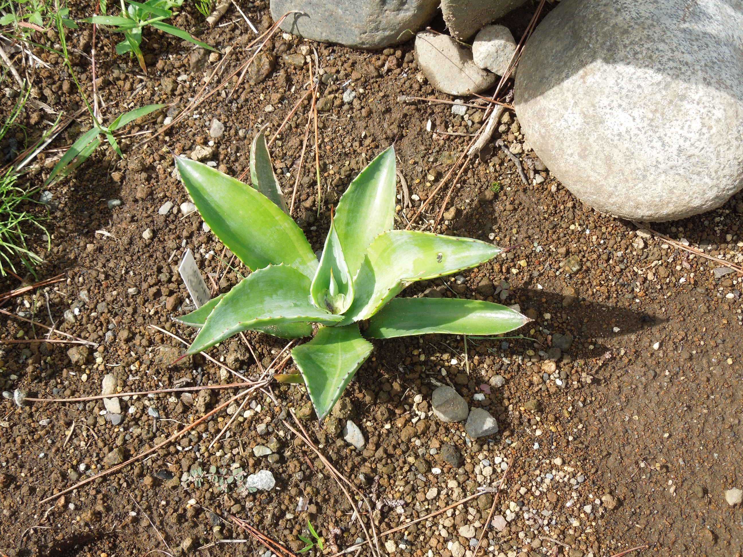 アガベ・アメリカーナ・ライムエッジ(Agave americana 