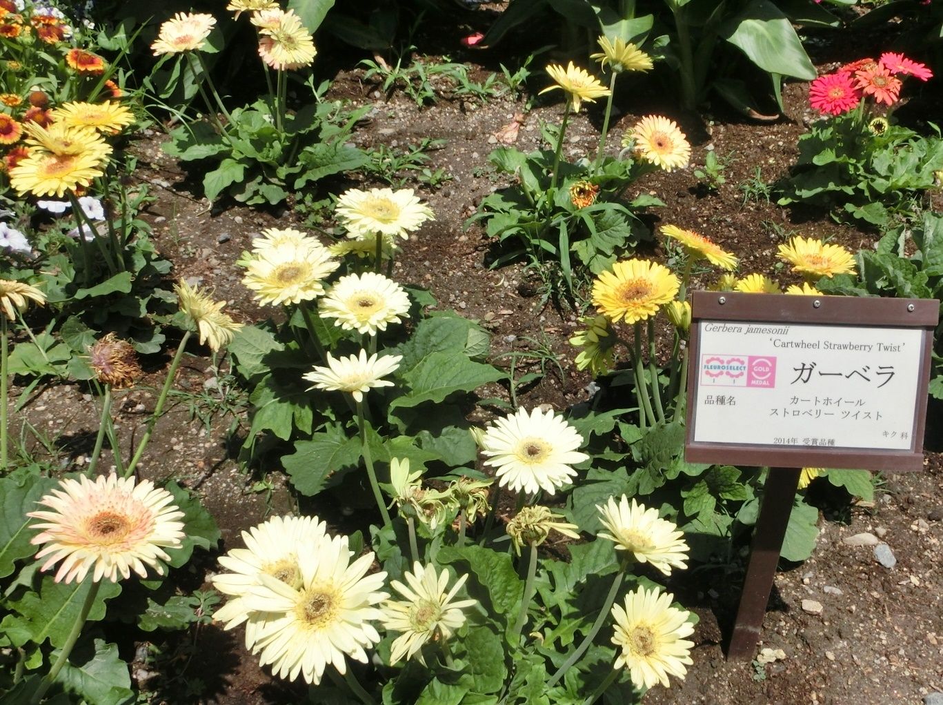 京都府立植物園で見た ガーベラ オランダイチゴ だい のひとりごと 楽天ブログ