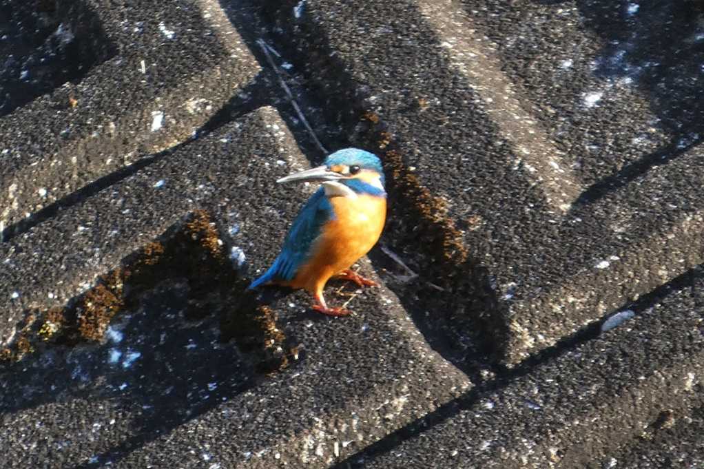 515