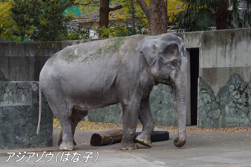 井の頭自然文化園