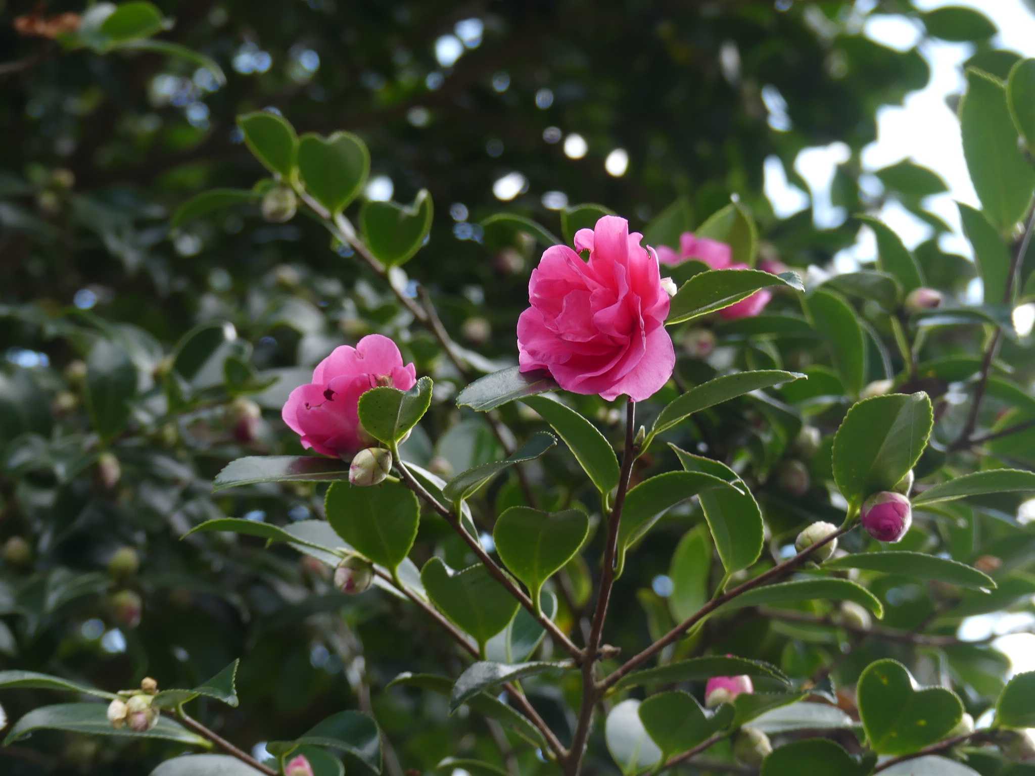 山茶花の花に 出会いました オープンガーデン 蕗のとう 楽天ブログ