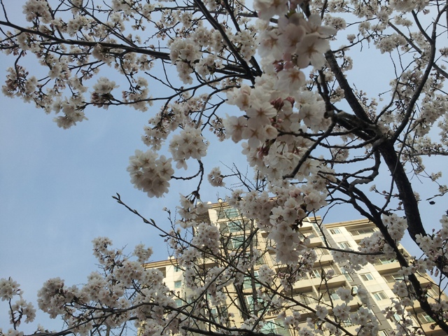 20140402 sakura at eunpyeong newtown 2.jpg