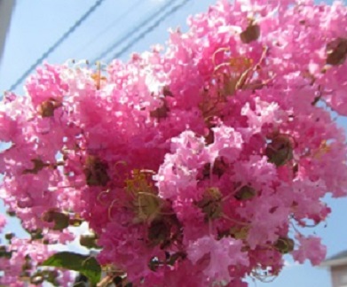 花６サルスベリ.jpg