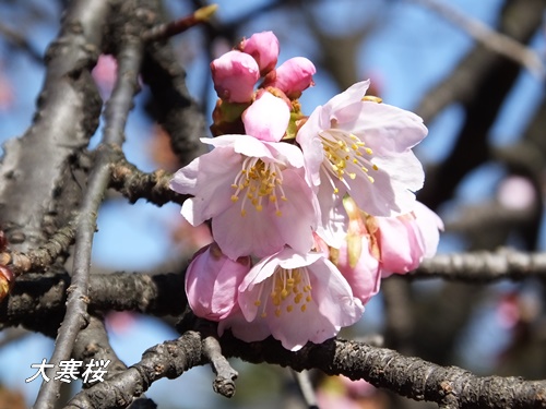 大寒桜