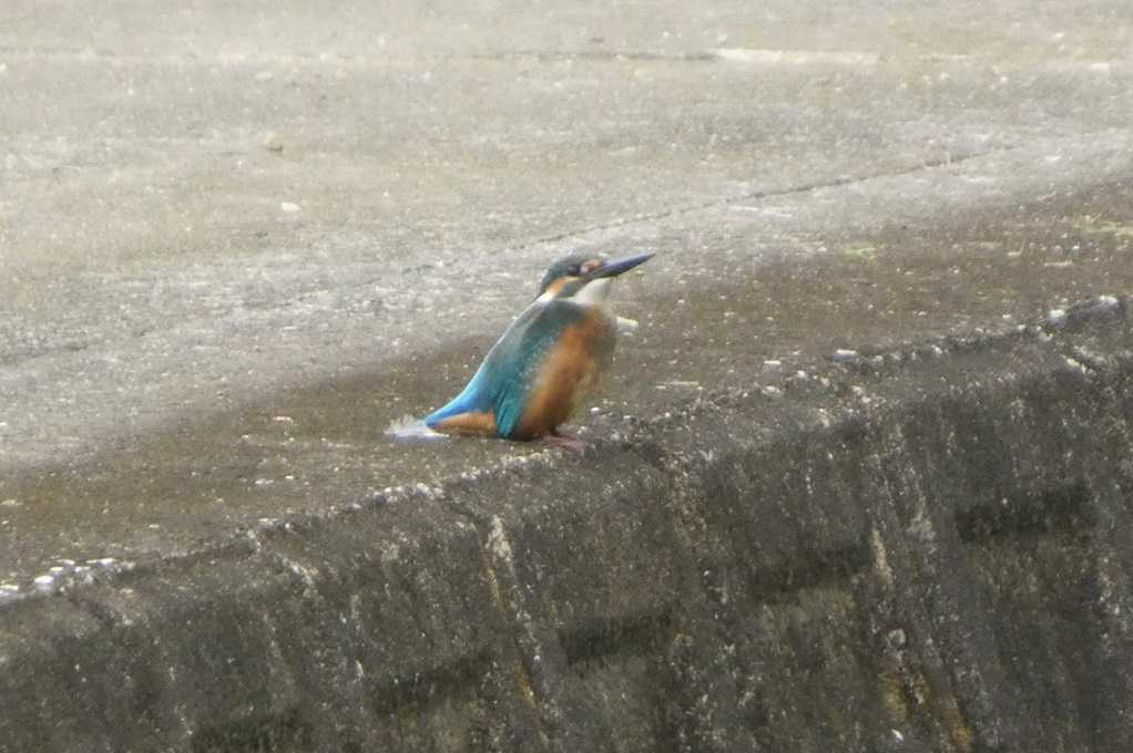 515