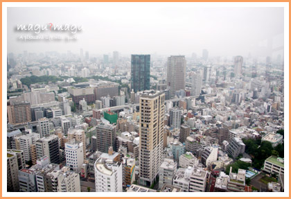 展望台からの景色