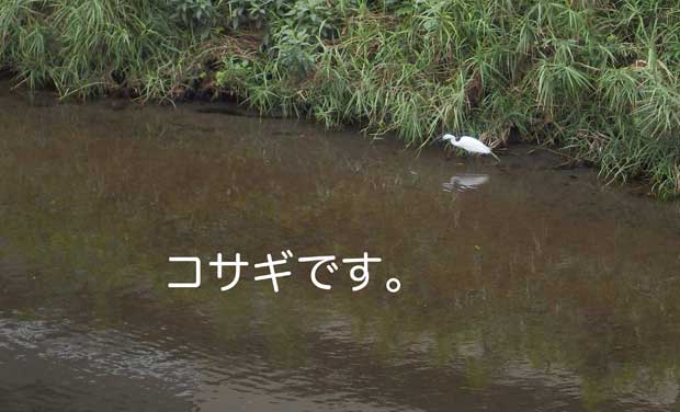20150824コサギ.jpg