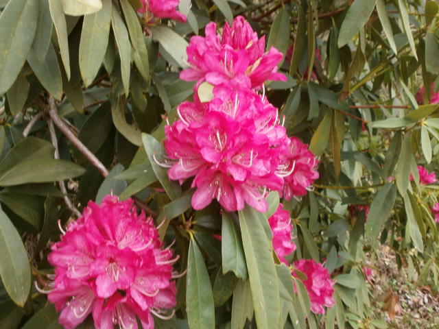 石楠花４．４
