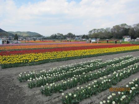 羽村のチューリップ畑