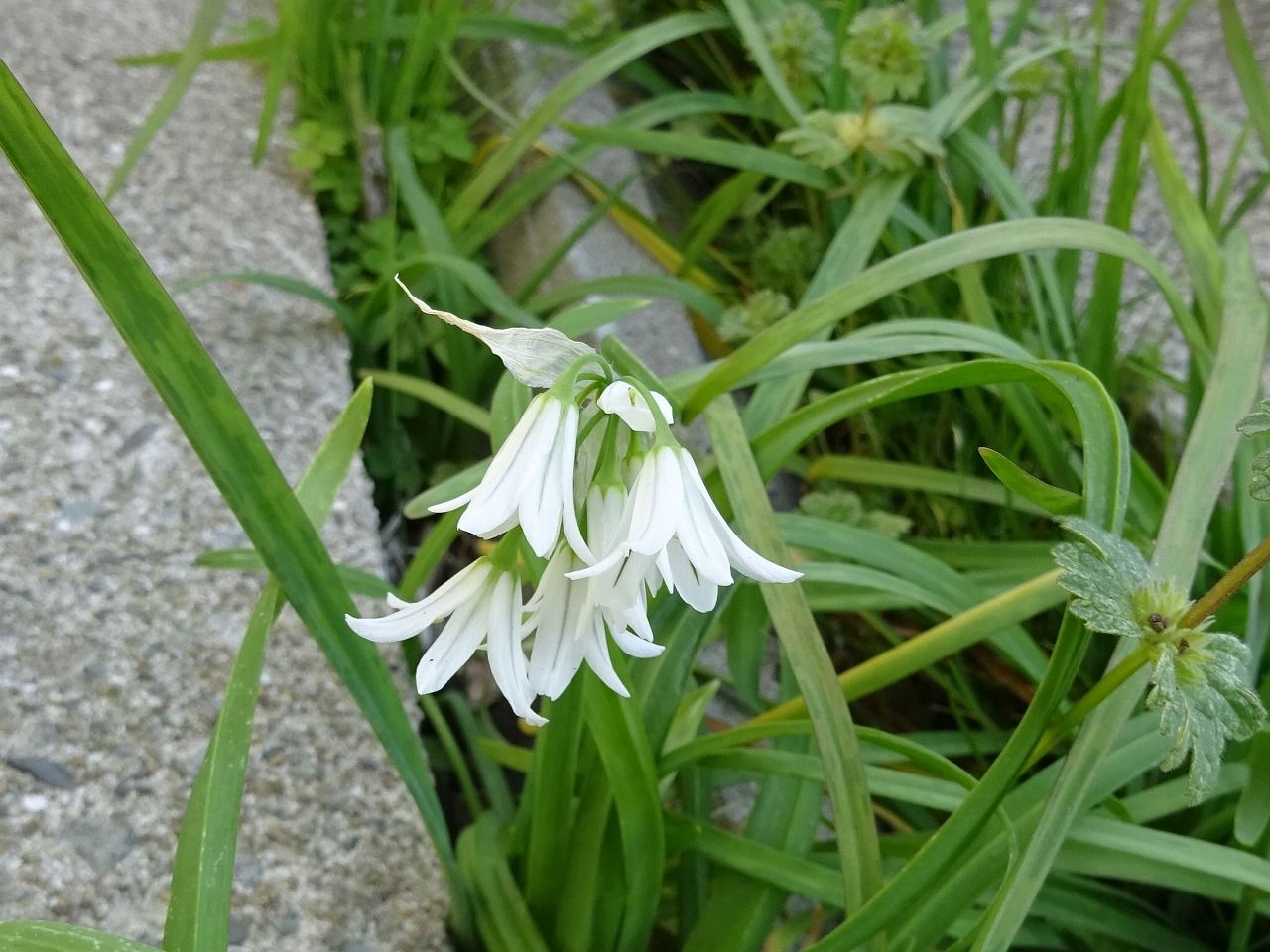 3月27日 今日の一花 ミツカドネギ 三角葱 Gazengamaのブログ 散歩中に出合った花と趣味の陶芸作品 楽天ブログ
