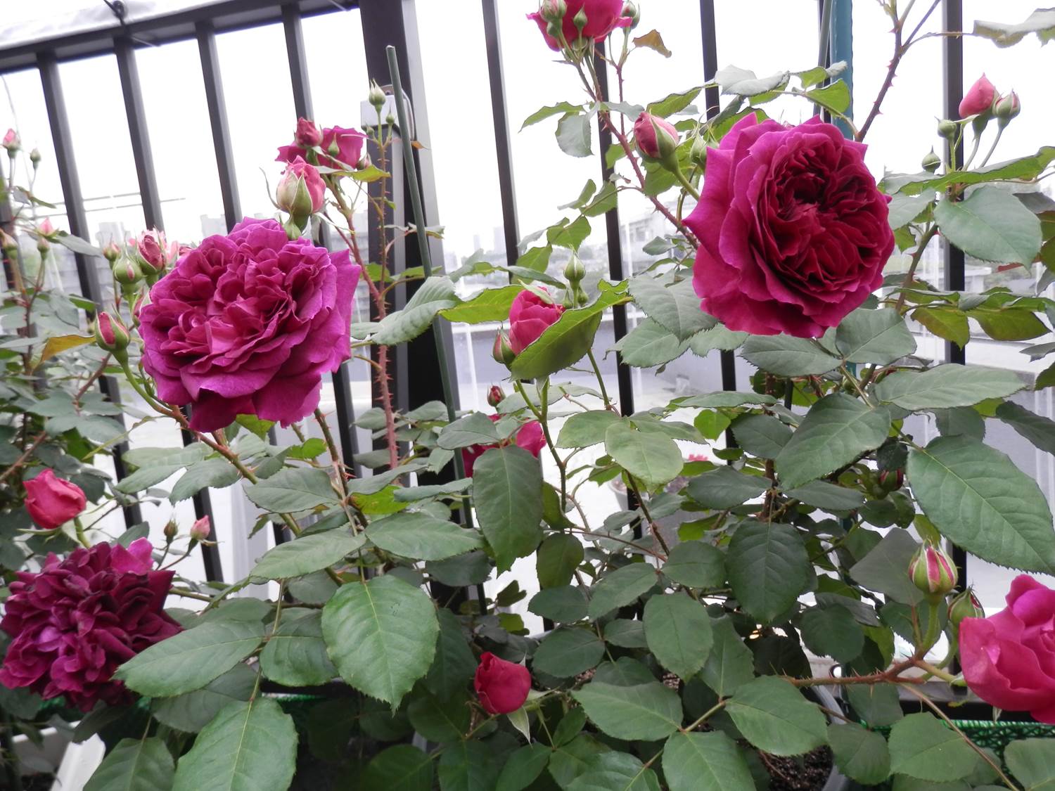 赤紫系のバラで一番のお気に入り ムンステッド ウッド 東京のど真ん中でバラ生活 楽天ブログ