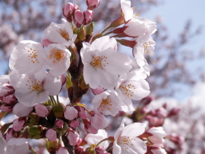 桜　4.3　2014
