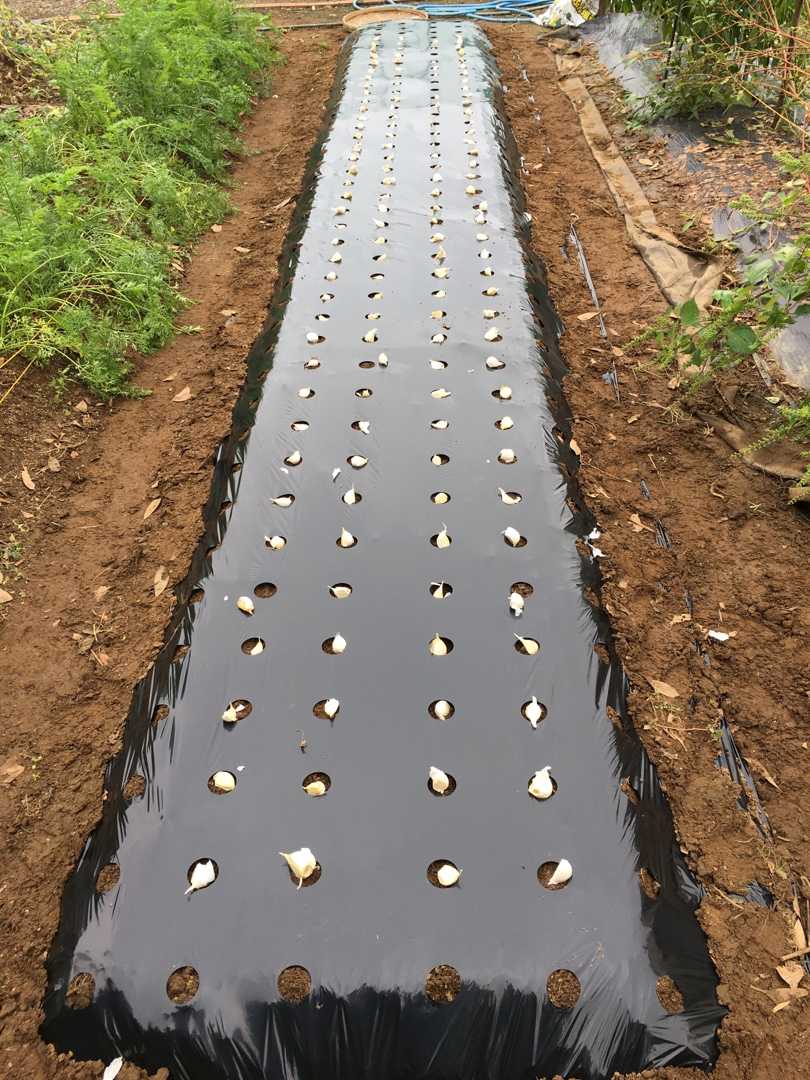 ニンニクの植え付け Futtutyの菜園ブログ 楽天ブログ