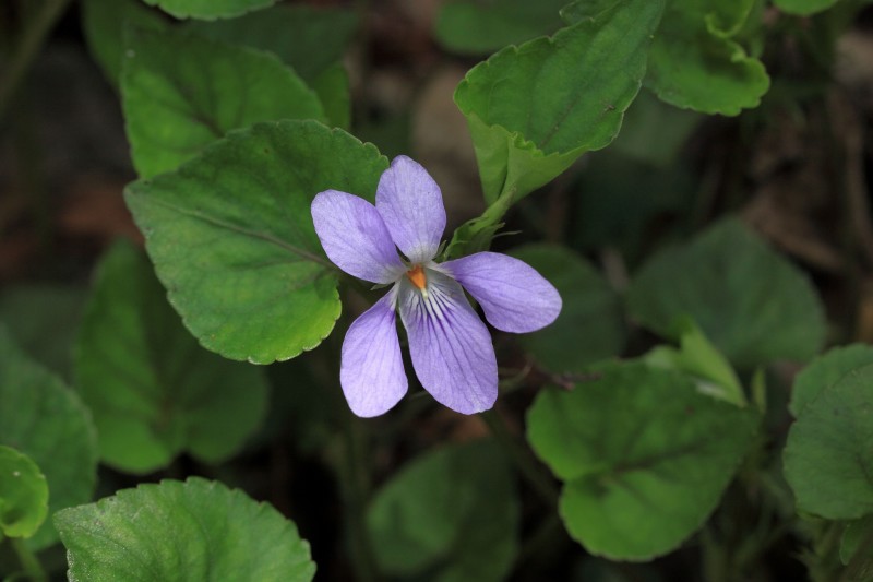 金剛山の花々_007.jpg