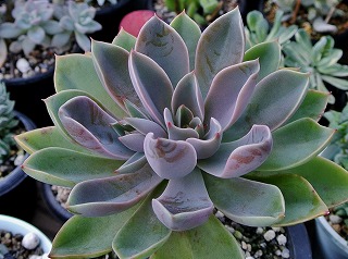 DSC_4815.jpg
