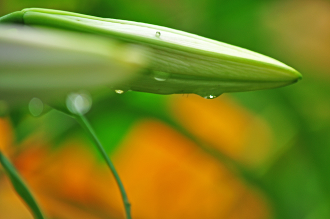 ゆり６