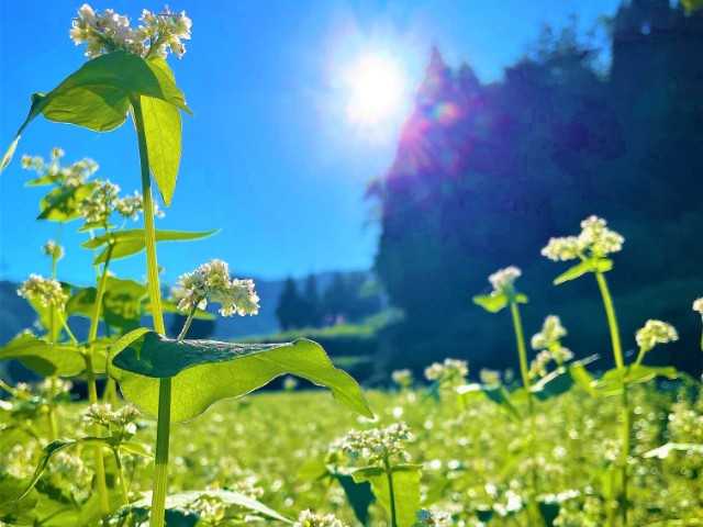 兵庫県 新温泉町 そばの花が綺麗に咲き始めました 公式 兵庫県 山陰湯村温泉 湧泉 ゆうせん の宿 ゆあむ の楽天ブログ 楽天ブログ