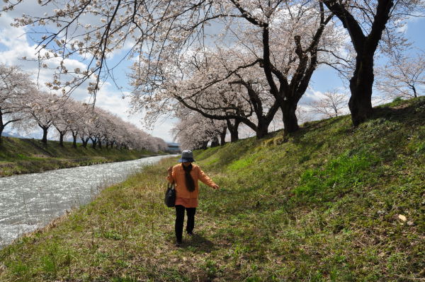 桜