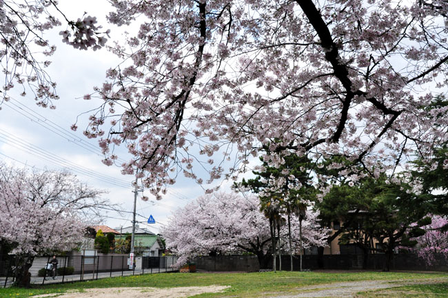 桜２