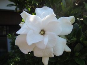 花６クチナシ.jpg
