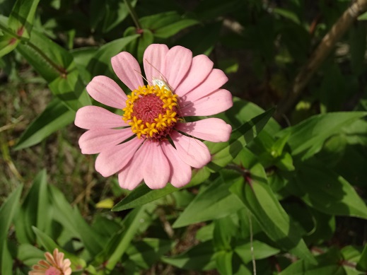 花.JPG