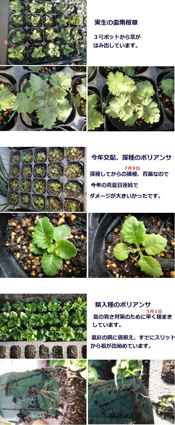 実生の雲南桜草とポリアンサ