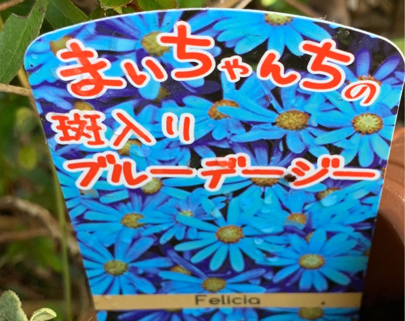 買ったデルフィニウム ミントブルー 西洋翁草 深山蛍葛 シレネ ピンクパンサー 斑入りブルーデージーを植え付けました Music Land 私の庭の花たち 楽天ブログ