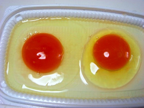卵の比較.jpg
