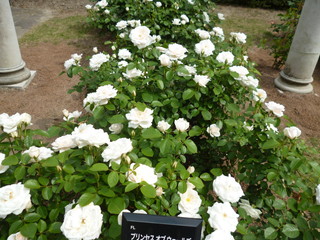 P1190070.jpg