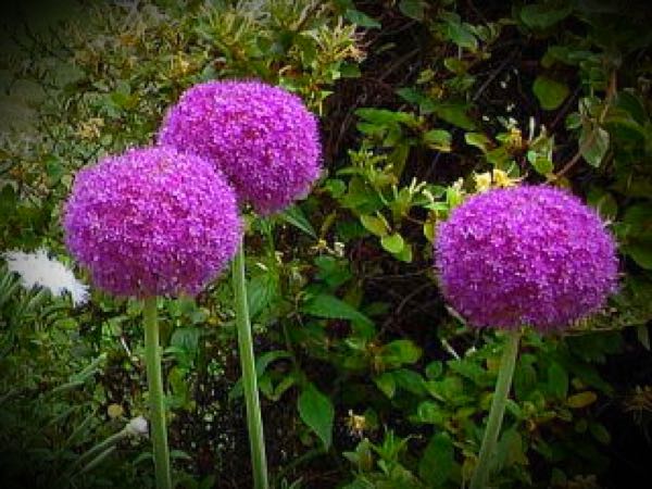 rblog-20150603184259-01.jpg