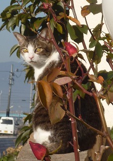 P1140189-ass.jpg