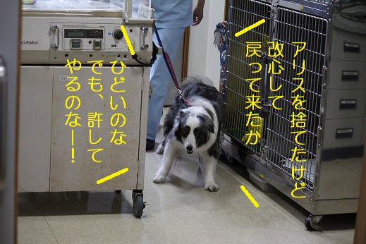 アリスさん登場