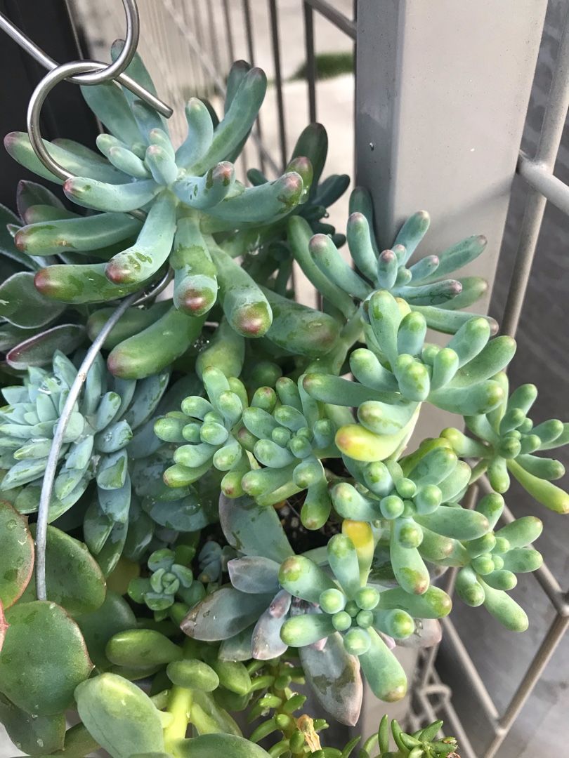 もしかして 乙女心と恋心 りんすいのブログ 楽天ブログ