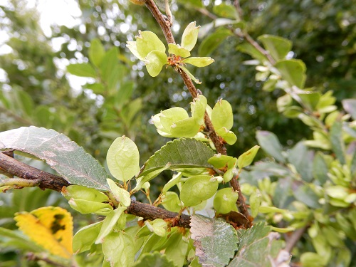 アキニレの実 (2).JPG