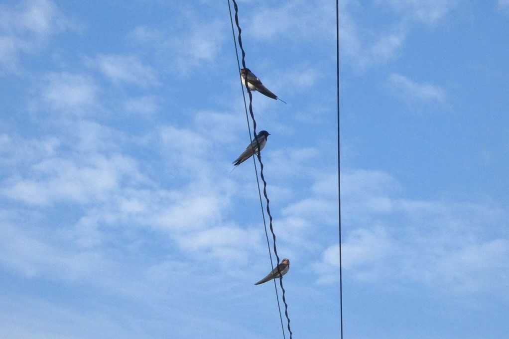 515